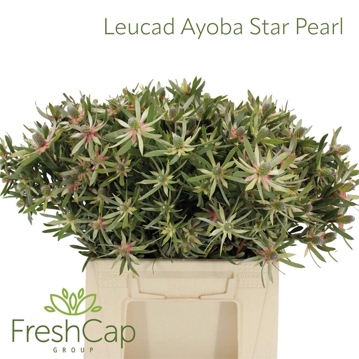 <h4>Leucad Ayoba Star Pearl</h4>