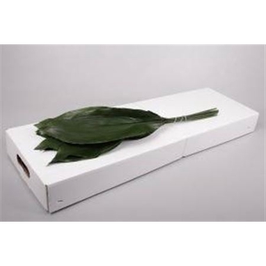Aspidistra Italia