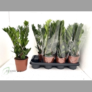 ZAMIO ZAMIIFOLIA