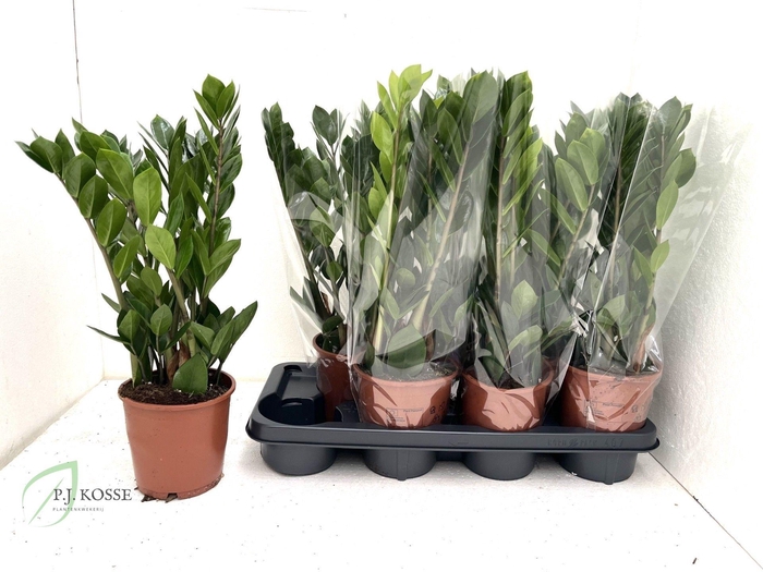 <h4>ZAMIO ZAMIIFOLIA</h4>