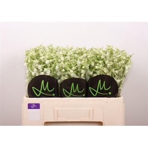 Delph En Be An White