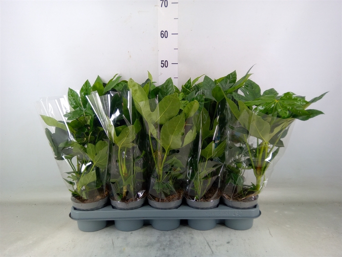 <h4>Fatsia japonica   ...</h4>