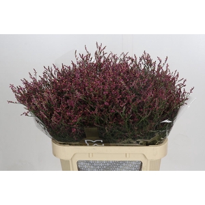 Limonium Scarlet Diamond