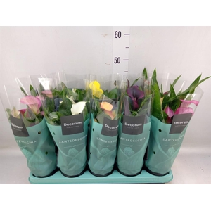 Zantedeschia   ...mix