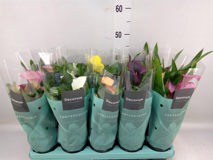 <h4>Zantedeschia   ...mix</h4>