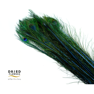 Dried Bleached Peacock Feathers Blue