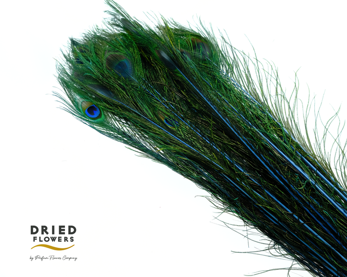 <h4>Dried Bleached Peacock Feathers Blue</h4>