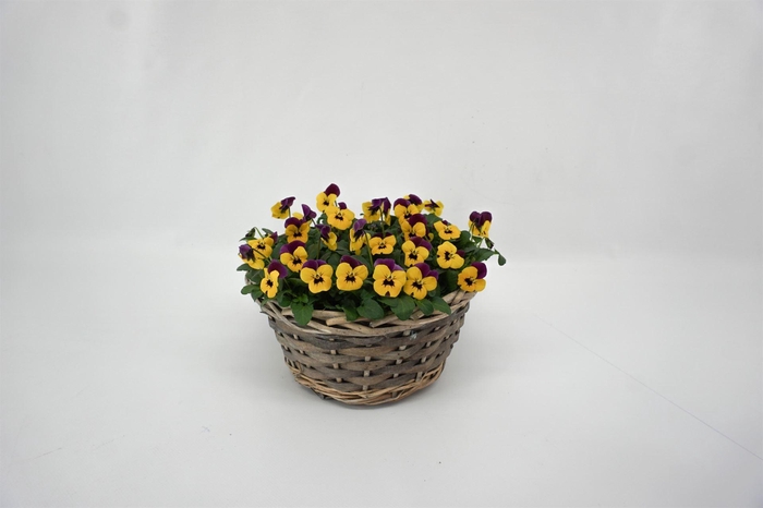 <h4>Viola corn.   ...</h4>