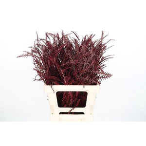 Grevilea Ivanhoe Kl Bh Bordeaux