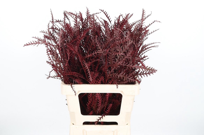 <h4>Grevilea Ivanhoe Kl Bh Bordeaux</h4>