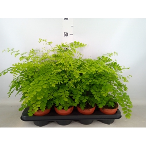 Adiantum raddi. 'Fragrans'