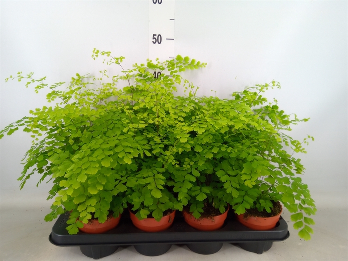 <h4>Adiantum raddi. 'Fragrans'</h4>
