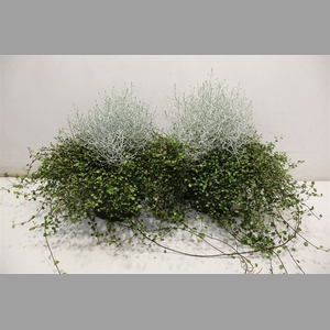 Leucoph Brownii + Muehlenbeckia