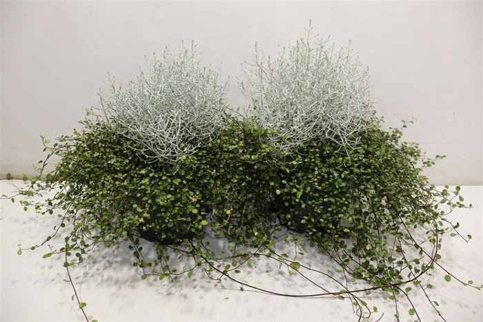 <h4>Leucoph Brownii + Muehlenbeckia</h4>