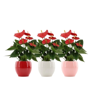 Anthurium 12 cm Esudo in Bombay gloss ceramics