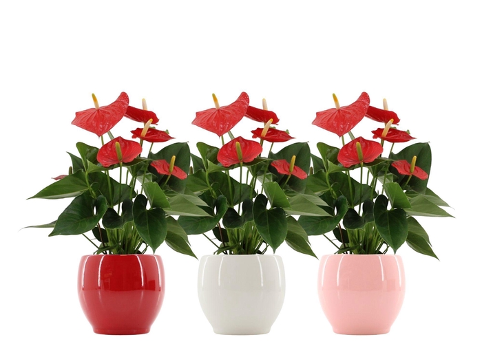 <h4>Anthurium 12 cm Esudo in Bombay gloss ceramics</h4>