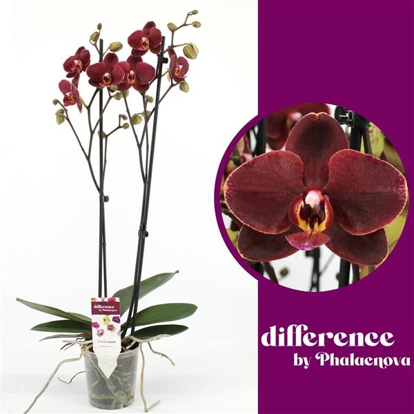 <h4>Ola 2-tak 60cm (RIJP)</h4>