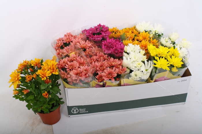 <h4>CHRYS GEM 7 KL</h4>