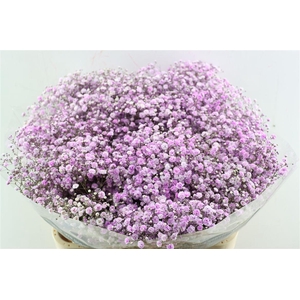 Gyps Pa. Lavender