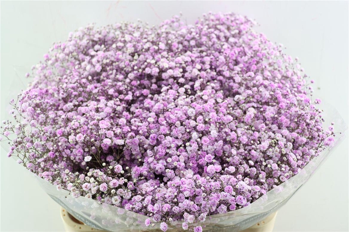 <h4>Gyps Pa. Lavender</h4>