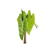 FOLHAGEM ALOCASIA LONGILOBA 040 CM