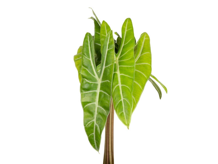FOLHAGEM ALOCASIA LONGILOBA 040 CM