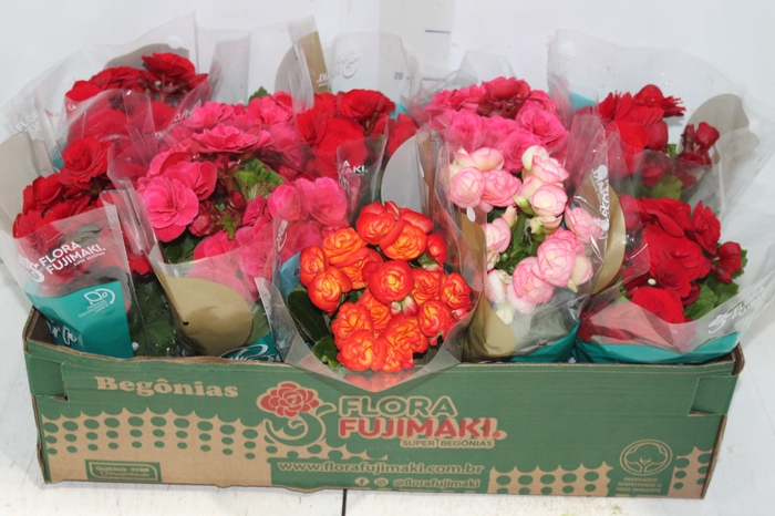 <h4>BEGONIA P11</h4>