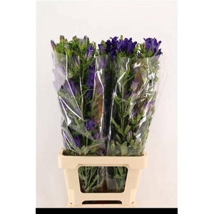 CAMP M CHAMPION BLUE