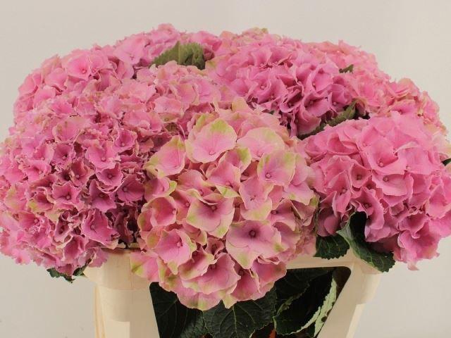 <h4>HORT ROYAL PALACE</h4>