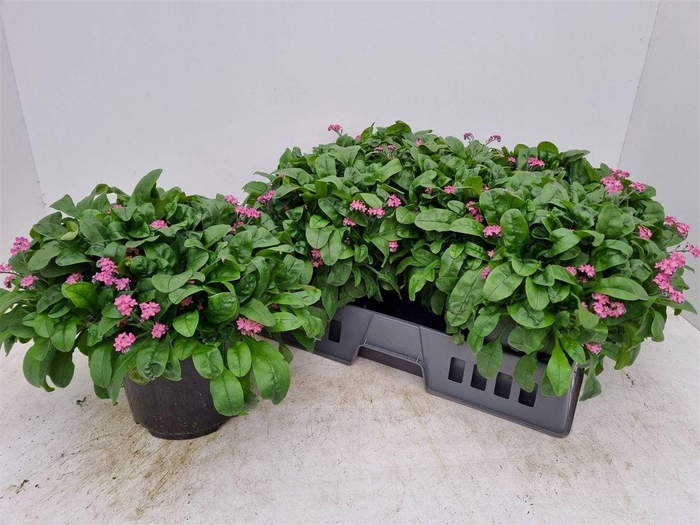 Myos Sy Laura D Rose