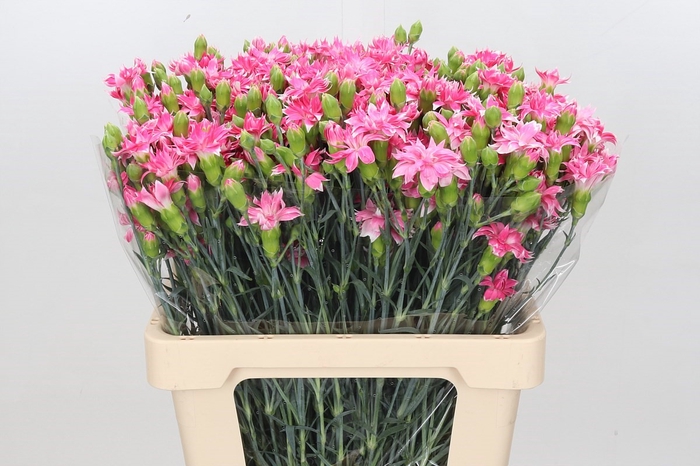 <h4>Dianthus Spray Tessino Cherry</h4>