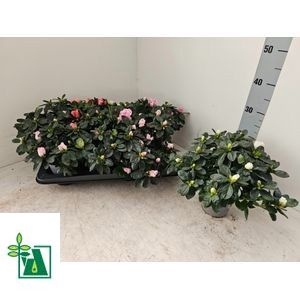 RHODO SI V GEM 4 SRT
