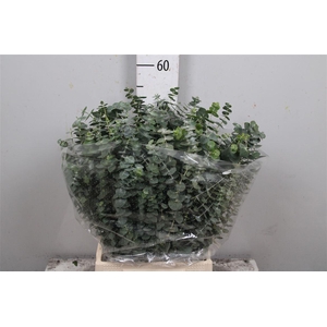 Euc Baby Blue Extra Short