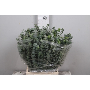 Euc Baby Blue Per Bunch 150 Gram