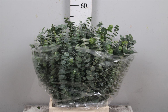 <h4>Euc Baby Blue Per Bunch 150 Gram</h4>