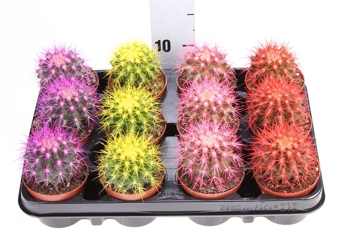 <h4>Echinocactus grusonii</h4>