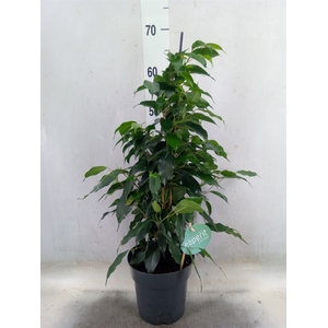 Ficus benja. 'Danielle'