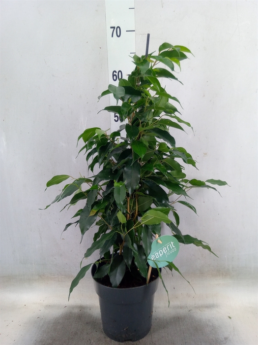 <h4>Ficus benja. 'Danielle'</h4>