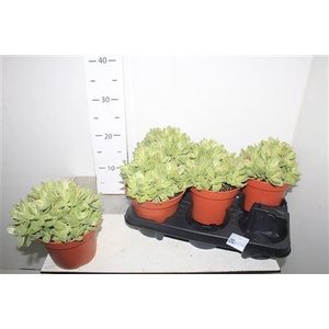 Crass Ovata Minima