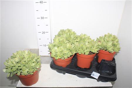 <h4>Crass Ovata Minima</h4>