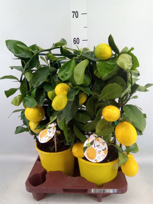 <h4>Citrus meyeri 'Meyer'</h4>