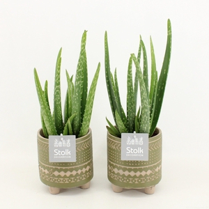 Aloe Vera in Maya Green pot