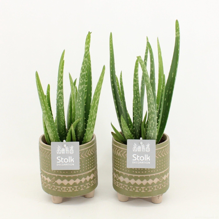 <h4>Aloe Vera in Maya Green pot</h4>