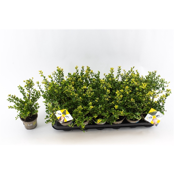 <h4>Ilex crenata Dark Green, P9, Struik 10-15cm</h4>