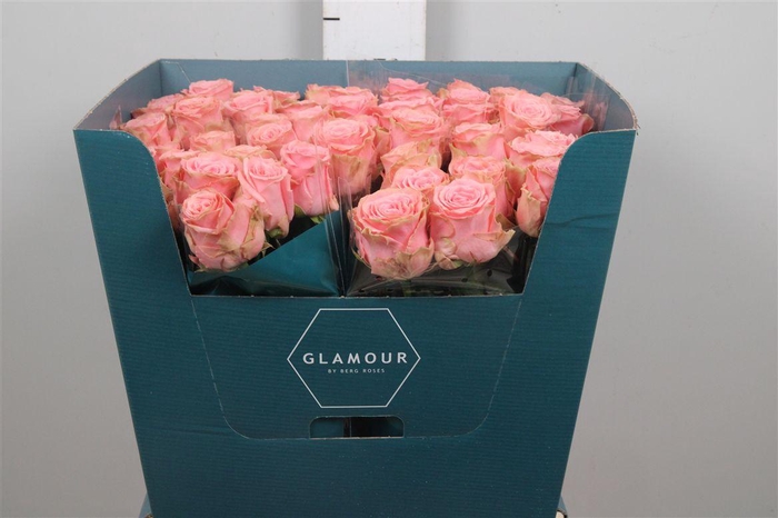 <h4>R Gr Sophia Loren</h4>