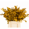 Euc. Stuart Preserved Yellow Short