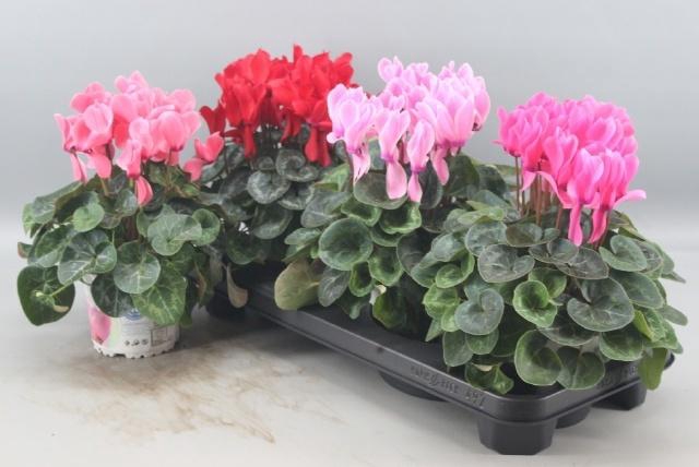 <h4>CYCL GR SUP XL</h4>