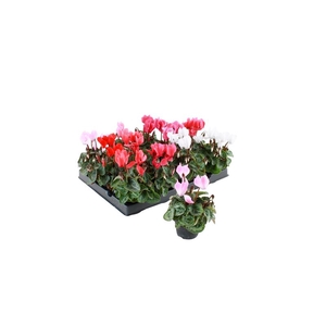 CYCLAMEN PERSICUM-HYBRID-MINI p6