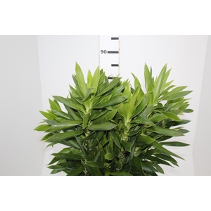 FOLHAGEM DRACENA PLEOMELE VERDE