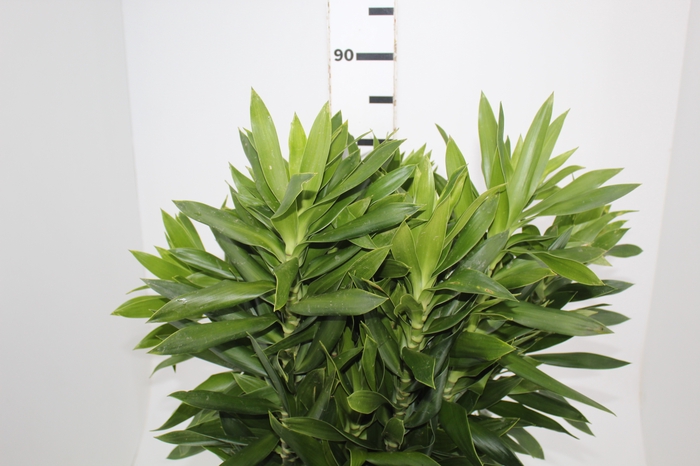 <h4>FOLHAGEM DRACENA PLEOMELE VERDE</h4>
